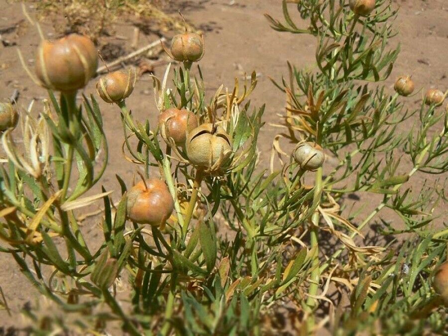 الإسباند (الراوند السوري) – 500 جرام