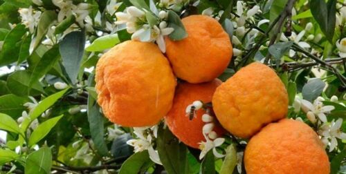 زهور البرتقال المرّ المجففة – استخلاص عشبي فاخر للشاي 500 جرام