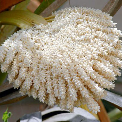 غبار طلع النخيل – محفز الخصوبة، 250 جرام