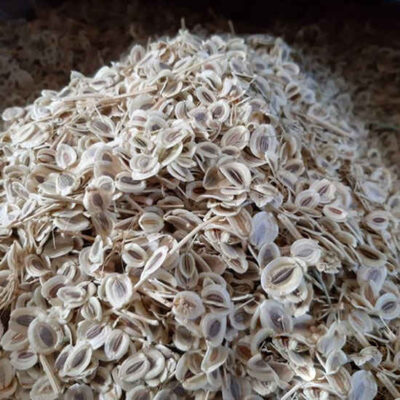 بذور كاشم رومي المجففة / أنجدان – ٦٠٠ غرام