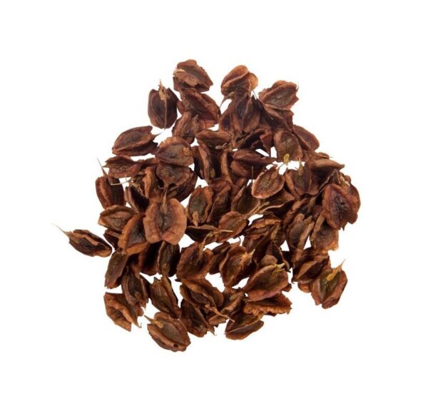 بذور الراوند المجففة - ٧٥٠ غرام - بذور زراعية عالية الجودة