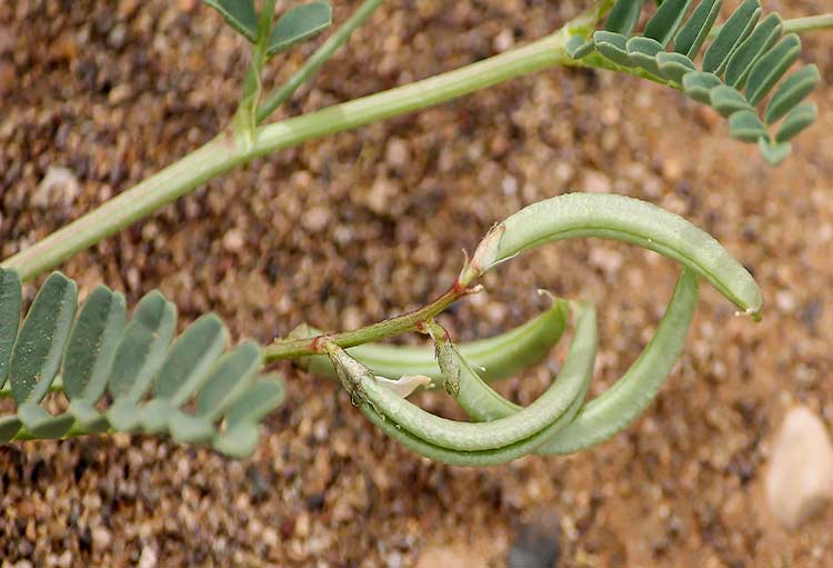 قرون بذور محلب العقاب (أصابع الغروس) المجففة – 500 غرام