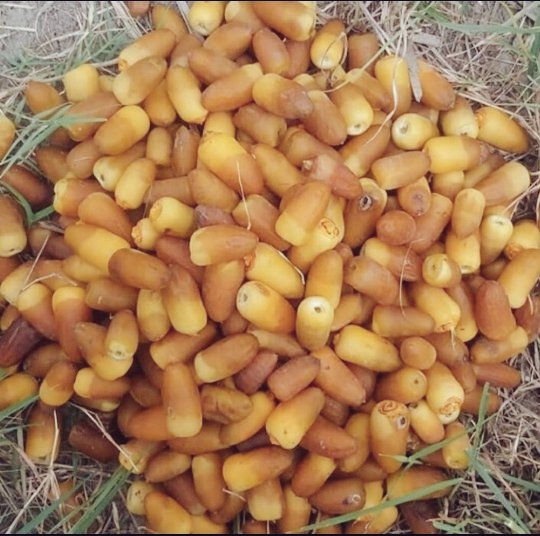 تمر إيراني عضوي من نوع المهتري مجفف – 2000 جرام